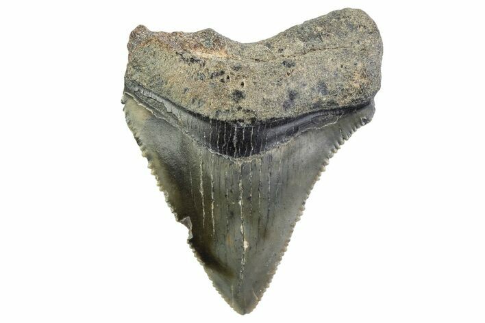 Serrated, Juvenile Megalodon Tooth - South Carolina #374216